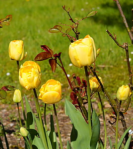 tulppaanit, kukat, kevään, kasvi, Sulje, keltainen, alussa munaus