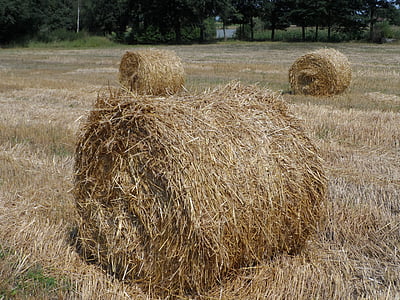 straw, field, landscape, bale, harvest, corn, grains