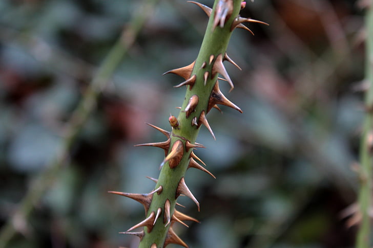 thorns, spur, close, nature, thorn, cactus, plant