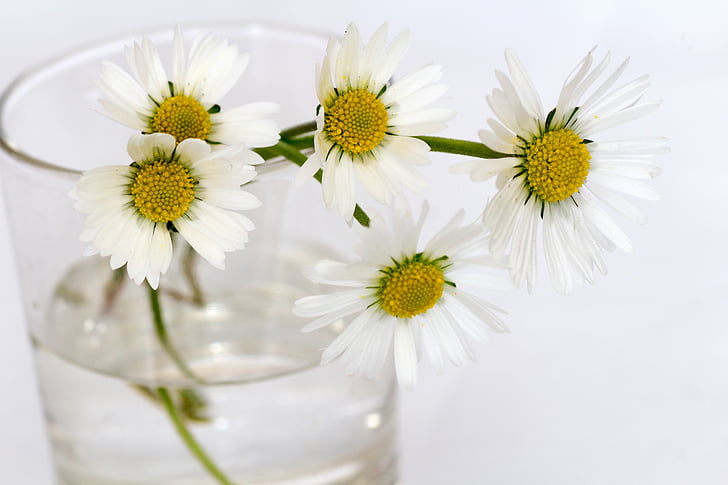 bunga, masih hidup, Daisy, vas bunga, Tutup, alam, bunga
