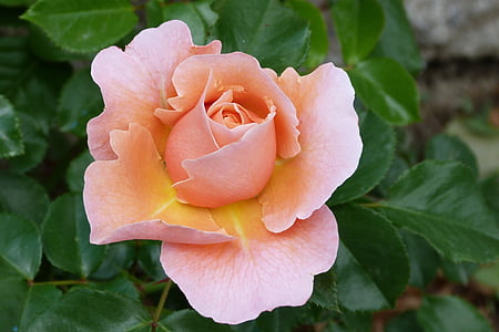 ροζ, λουλούδι, φύση, ανθοφορίας, μακροεντολή, άνοιξη, Κήπος