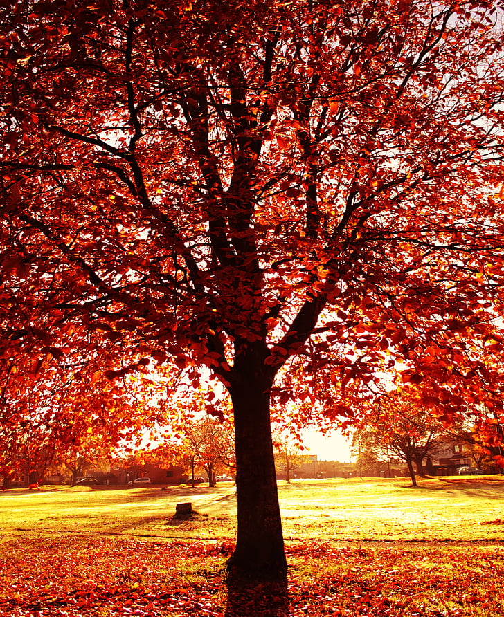 hösten, träd, Orange, naturen, faller, säsong, Leaf