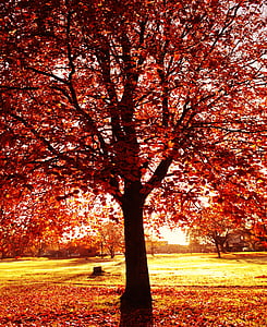 το φθινόπωρο, δέντρο, πορτοκαλί, φύση, πτώση, σεζόν, φύλλο