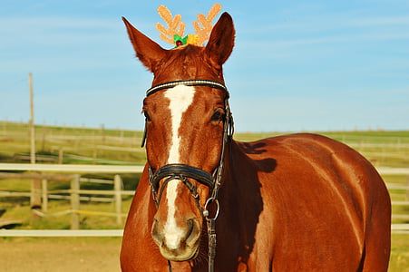 马, 圣诞节, 有趣, 动物, 骑, reiterhof, 可爱