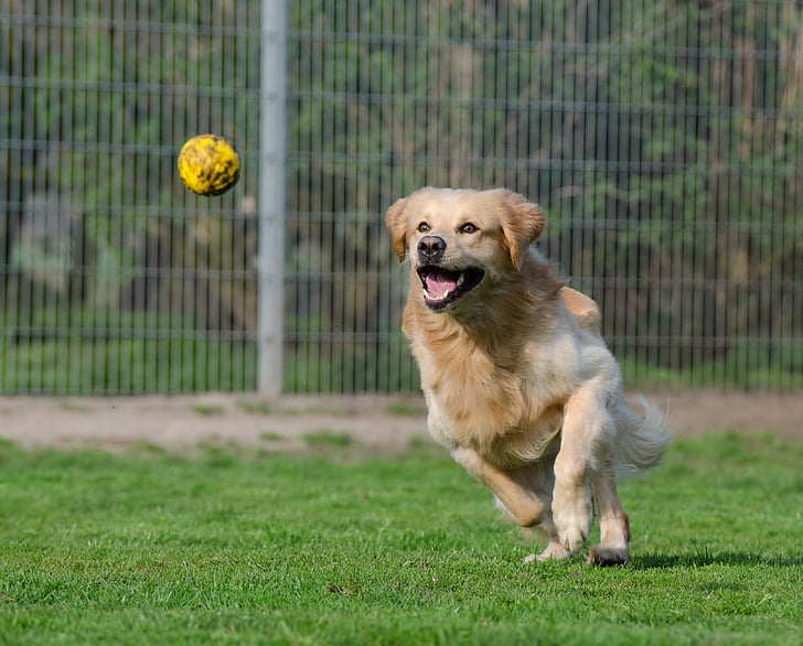 dierenasiel, hond pensioen, kennels, hond loopt na bal, bal jacht, bewegings-opname, weide