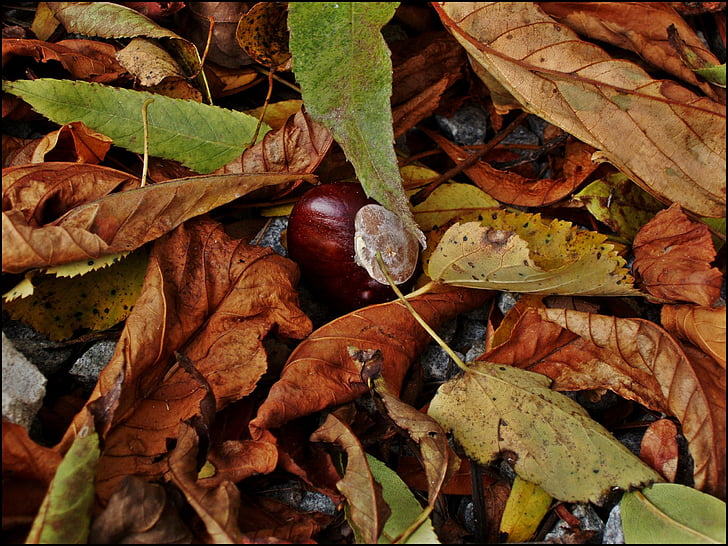 Chestnut, plante, efterår, blade, tørre blade, blad, natur