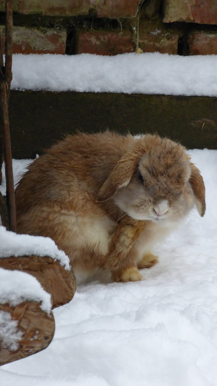 rabbit, snow, animal, pet, fur, nager, clean