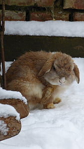 Kaninchen, Schnee, Tier, Haustier, Pelz, Manager, reinigen