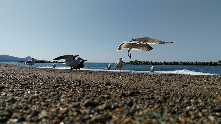 Beach, Sea gull, luonnonvaraisten lintujen, villieläin, luonnollinen, lintu, eläinten wildlife