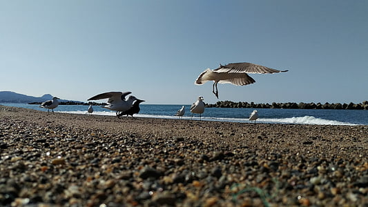 plage, Sea gull, oiseaux sauvages, animal sauvage, naturel, oiseau, faune animale