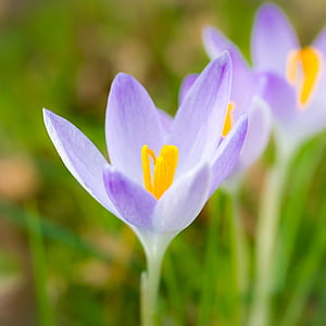 krokas, pavasarį, gėlės, violetinė, violetinė, pieva, antspaudas