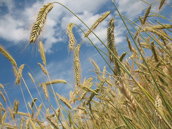 cereals, wheat, agriculture, wheat field, grain, wheat spike, spike