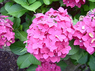 hortensia, blomster, blomst, natur, anlegget, rosa fargen, Sommer
