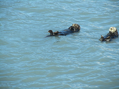 otters, zee, dier, Marine, zoogdier, Oceaan, dieren in het wild