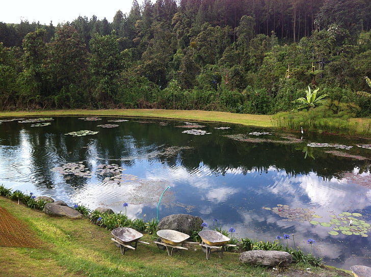 lake, forest, sky, landscape, tree, forests, nature