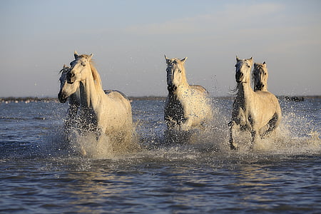 hästar, besättning, häst, Ridning, Mare, naturen, sjön