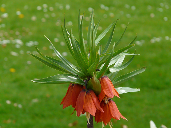 Imperial crown, Fritillaria imperialis, Fritillaria, familie van de lelie, Liliaceae, giftig, kruidachtige plant