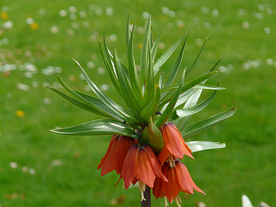 Imperial crown, Fritillaria imperialis, Fritillaria, liljefamilien, Liliaceae, giftige, urteagtig plante
