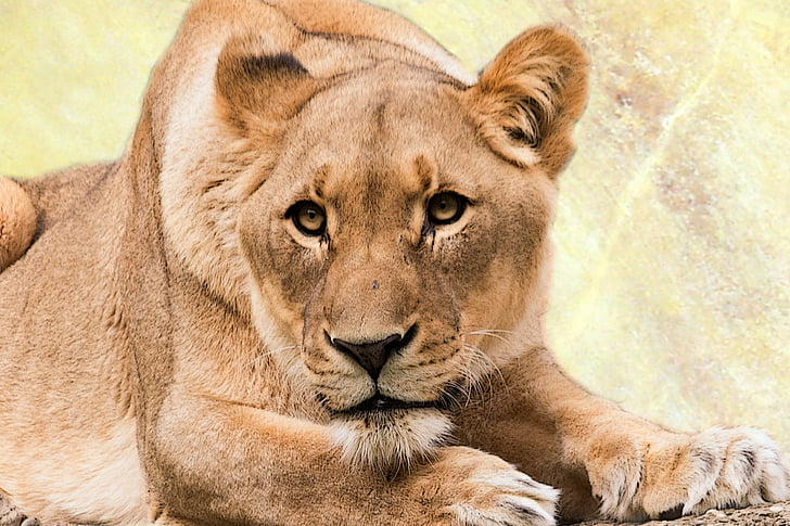 лъвица, Хищникът, животински свят, котка, Африка, животните, диви