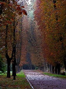 park, autumn, alley