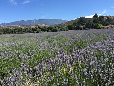 polja lavande, Kalifornija, planine