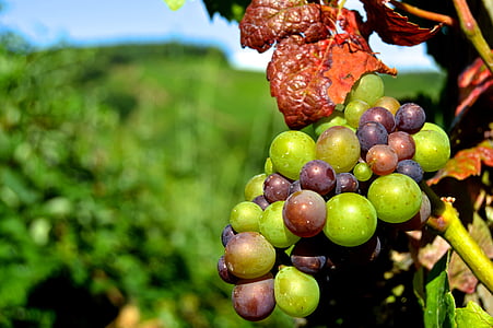 rebstock, grapes, henkel, grape, close, vine, vineyard