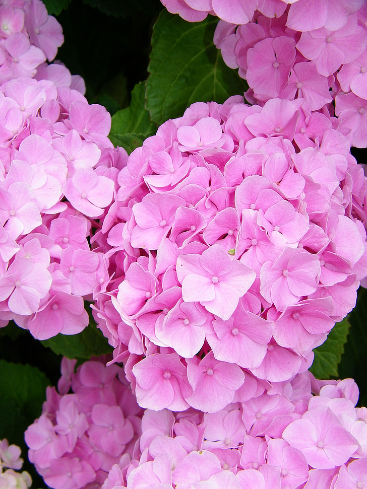 blomster, hortensia, Pink