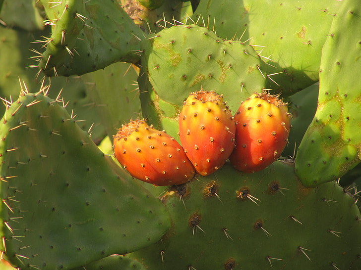 pistelevä päärynä, Cactus, hedelmät, Sardinia