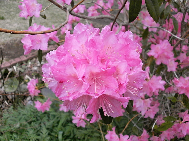 Rhododendron, Rhododendren, Ericaceae, Frühlingsblumen, Rosa, rosa Blume, Blumenbeet