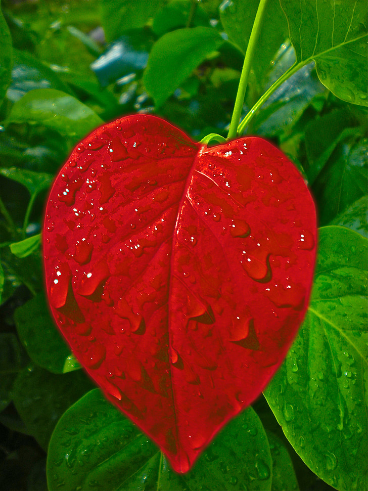 heart, leaf, love, valentine, valentine's day, romance, romantic