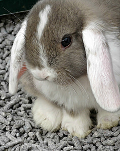 dier, konijn, schattig, kleine, Bunny, Pasen, wit
