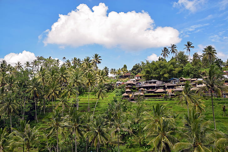 Bali, Indonēzija, ceļojumi, Ubud, rīsu terasēm, rīsa lauki, laukos