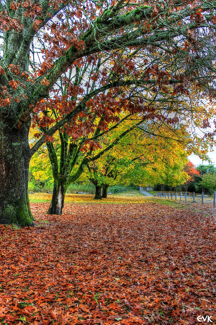 stromy, listy, jeseň, jeseň, Príroda, Sezóna, vonku