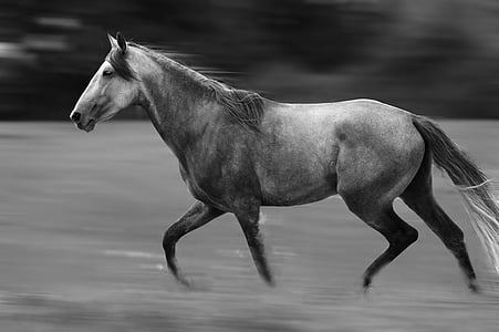 cheval, nature, animal, équins, pré, norme, noir et blanc