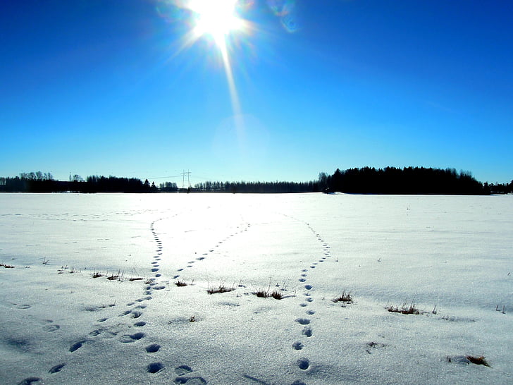 pistes de llebre, traça, gelades, congelat, finlandesa, cobert de neu, paisatge