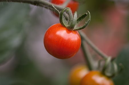 tomat, pöörise tomati, punane, reifeporzess, toidu, köögiviljad, taimetoitlane