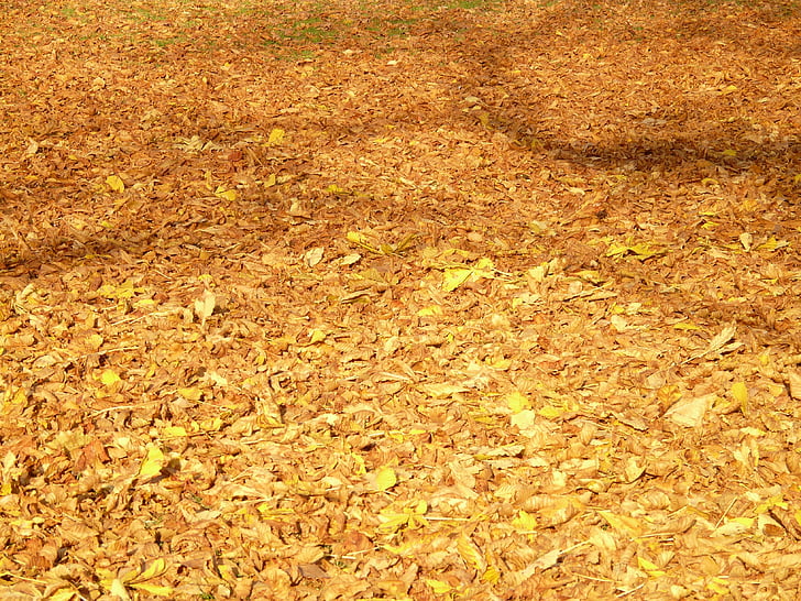automne, feuilles, lumière, ombre, coloré, Couleur, feuilles de châtaignier