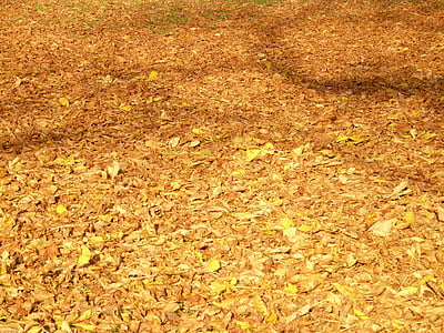 autunno, foglie, luce, ombra, colorato, Colore, foglie di castagno