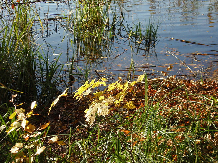 Bank, ősz, őszi lombozat, víz, táj, tó, levelek