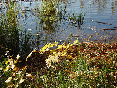 Bank, efterår, efterår blade, vand, landskab, søen, blade
