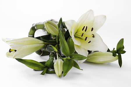Lily, Blossom, mekar, bunga, putih, hijau, Tutup