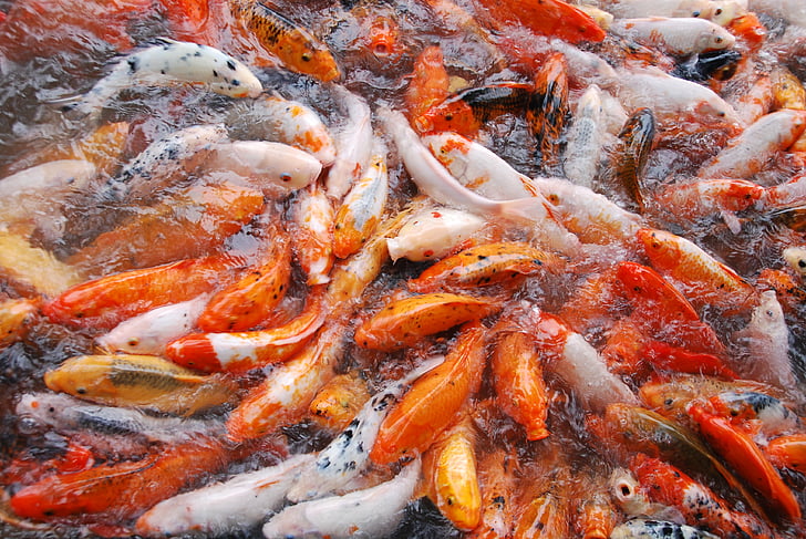 Balık, Balık pond, doğa, Koi, hayvan, Japonca, renkli