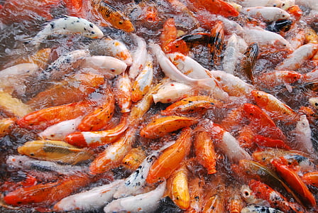 fisk, fiskdamm, naturen, Koi, djur, Japanska, färgglada