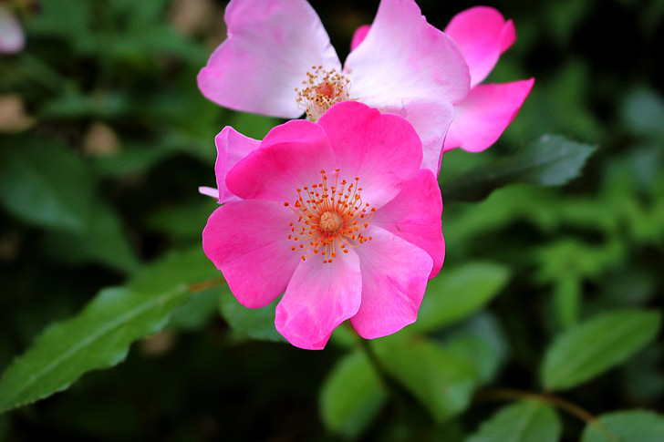Rosa, flor, arbust