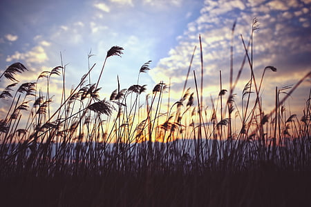 Trzcina pospolita, zachód słońca, chmury, Jezioro, Natura, Reed