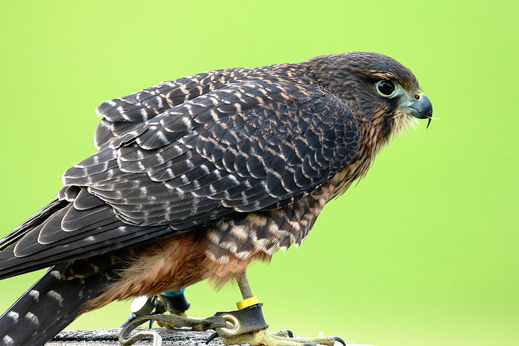 aplomado falcon, Falcon, fuglen, dyreliv, natur, naturlig, Hawk