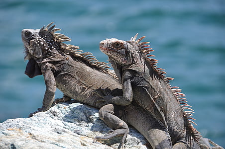 iguana, stone, sea, grey, coast, water, lizards