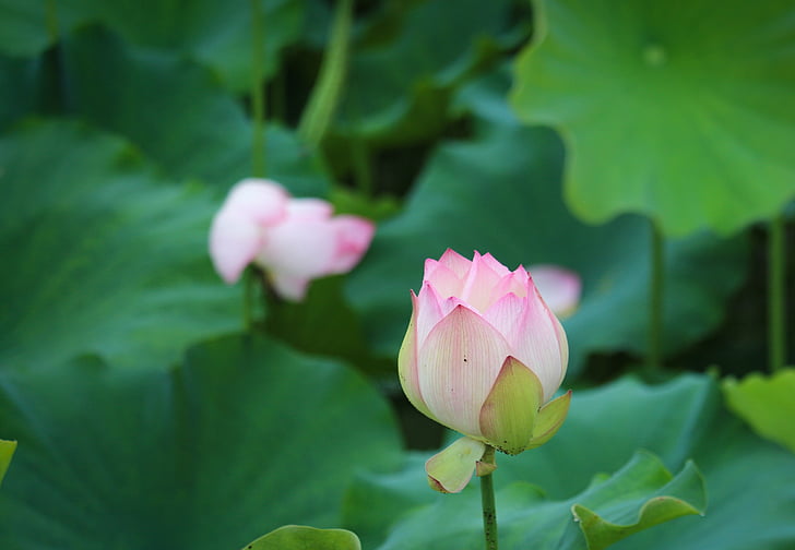 Lotus, scenérie