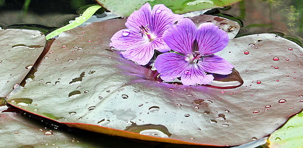 water lilies, nuphar, lily pad, nuphar pumila leaf, cranesbill, aquatic plant, nature