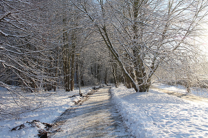 wintry, forest, winter, cold, snowy, snow, winter magic